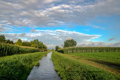 Entre cultivos pueden realizarse canales que permiten correr el agua y favorezcan el drenaje