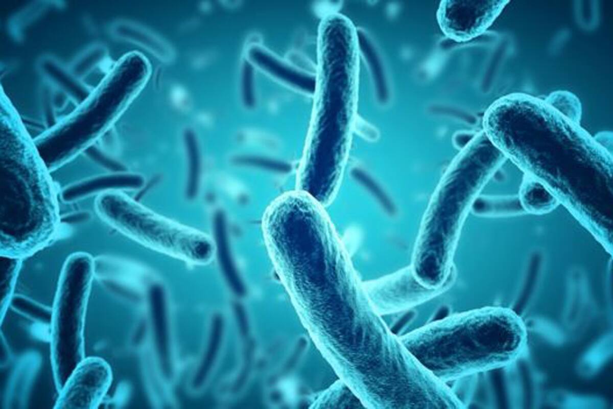 Entre el 60% y el 100% de las bacterias en las muestras estaban vivas.