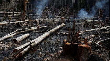 Entre enero y agosto de 2019, el número de incendios forestales en Brasil aumentó casi un 83% respecto al mismo periodo del año pasado. Activistas por el ambiente y grupos indígenas señalan que las políticas de Bolsonaro ponen en peligro al Amazonas