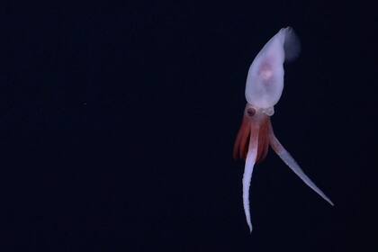 Entre estos descubrimientos, por ejemplo, se capturaron imágenes del calamar Promachoteuthis, un género extremadamente raro del cual solo se conocían unos pocos ejemplares muertos (Imagen Instituto Oceánico Schmidt)