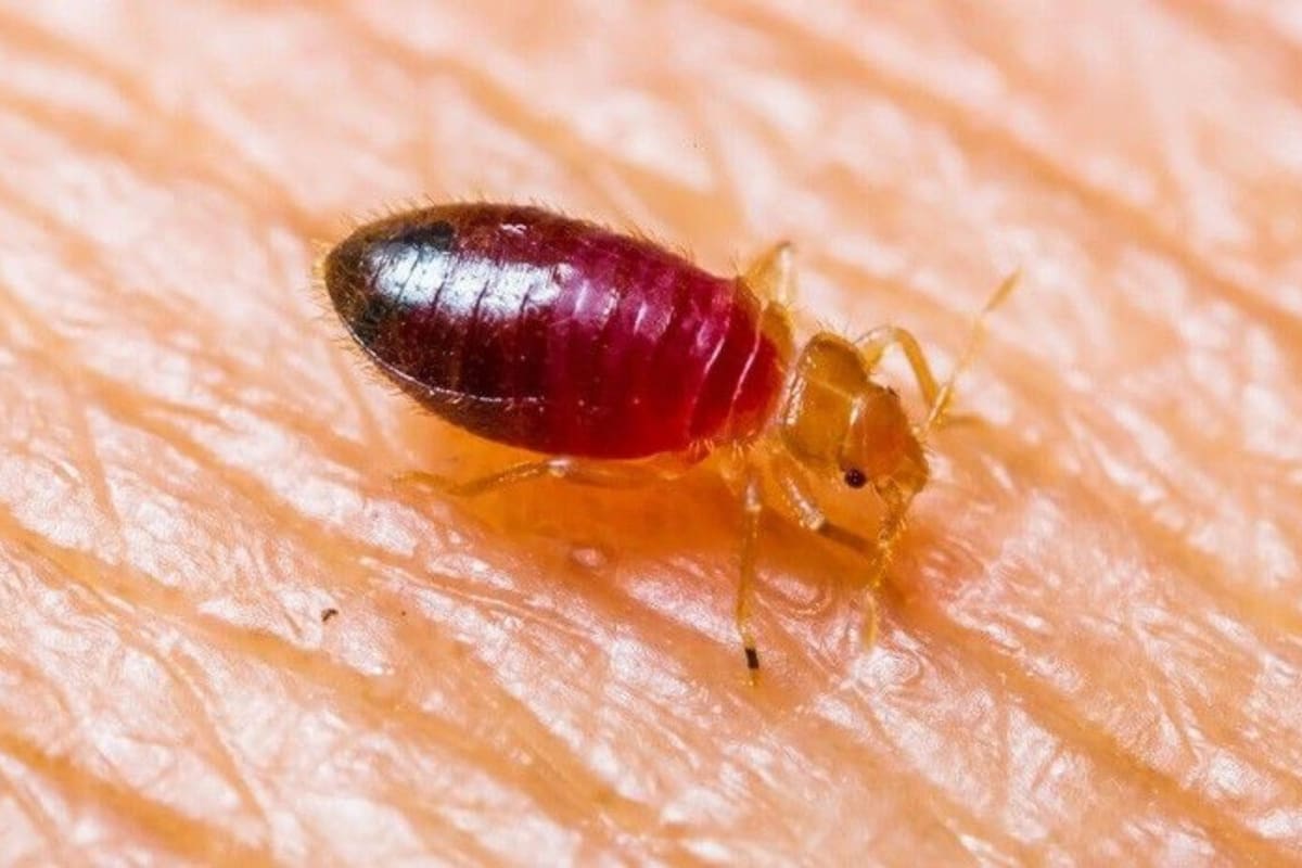 Entre febrero y agosto se reportaron chinches en cuatro hoteles de Las Vegas