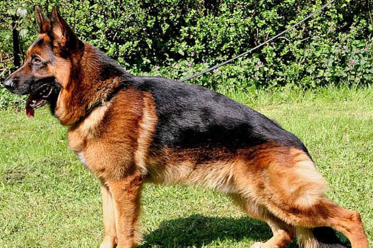 Entre la fortaleza y la fragilidad, el Pastor Alemán lucha contra numerosas enfermedades