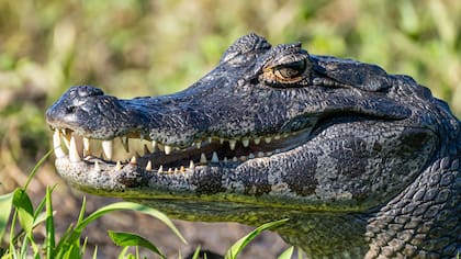 Entre la variedad de animales que conservó la jubilada se hallaba un caimán