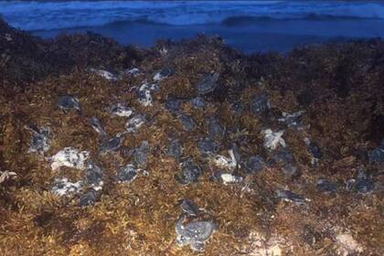 Entre las algas, locales encontraron tortugas marinas atrapadas