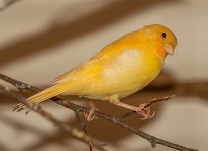 Entre las aves que guardaba la jubilada se encontraron cinco canarios