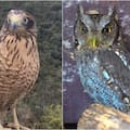 20 aves silvestres fueron rescatadas del tráfico y liberadas en un paraje serrano de Córdoba