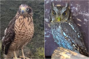 20 aves silvestres fueron rescatadas del tráfico y liberadas en un paraje serrano de Córdoba