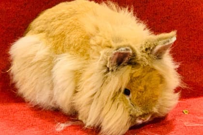 Entre las carecterísticas del animal tiene que estar la falda de pelo que cae de la mitad de su cuerpo