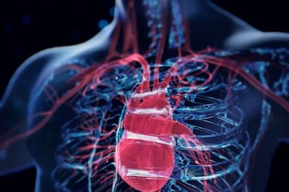 Entre las enfermedades se encuentran las cardiovasculares