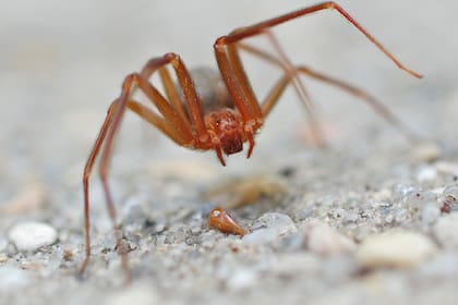 Entre las especies más detectadas durante el primer ciclo de Safaris se encontraron varias especies de insectos