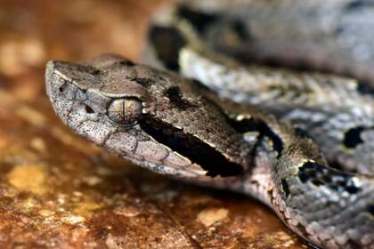 Entre las especies nuevas están "la víbora Yope de montaña, la serpiente Bandera boliviana.