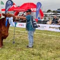Angus mostró su poderío genético con una gran campeona