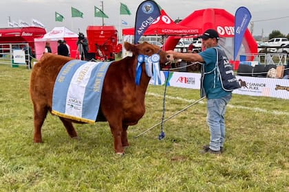 Angus mostró su poderío genético con una gran campeona
