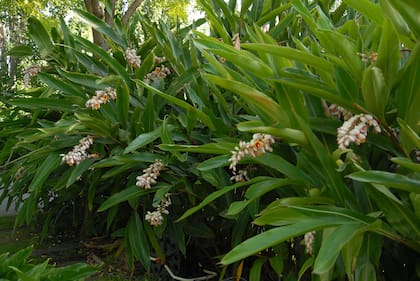 Entre las herbáceas de origen japonés que no son tan comunes, la Alpinia zerumbet o “confites”, se caracteriza por sus cañas que superan los dos metros de altura.