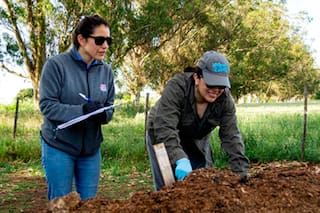 Detectaron elementos potencialmente tóxicos en compost de cama de pollo