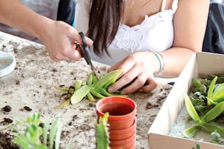 Once consejos de jardinería para poner en práctica durante octubre