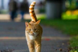 Entre los beneficios de tener mascotas figura la disminución de los los factores de riesgo cardiovascular