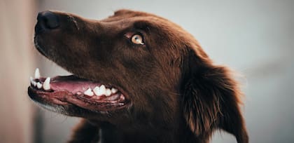 Entre los cinco y nueve meses los perros van modificando sus dientes