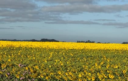 Entre los complejos con mayor crecimiento sobresalió el girasol, con un incremento del 129%