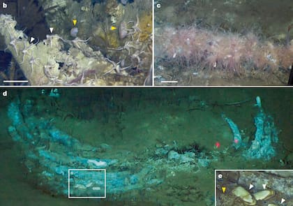 Entre los hallazgos hay ocho costillas y varias vértebras torácicas de una ballena picuda