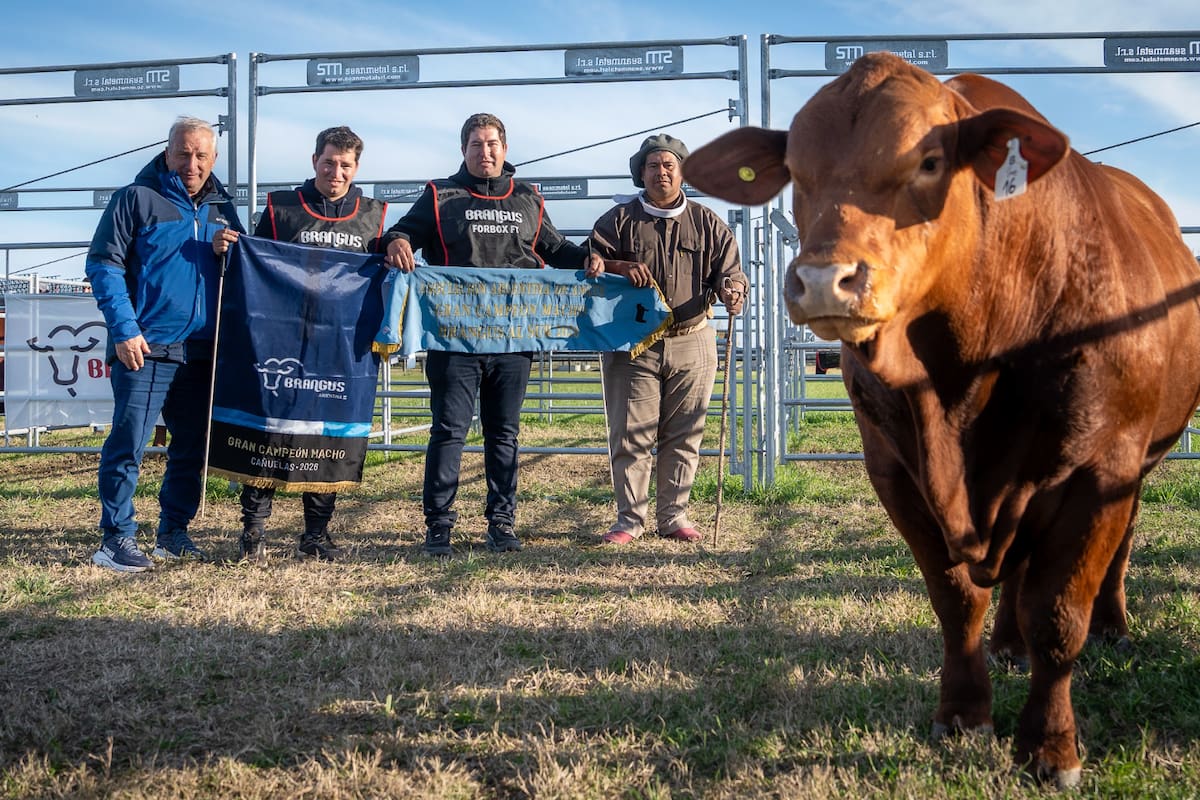 Entre los machos, el principal reconocimiento quedó para Doña Ángela; el establecimiento obtuvo el premio al Gran Campeón Macho con el ejemplar presentado en el box 24B