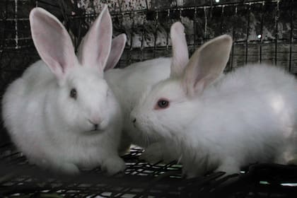 Entre los trámites simplificados se derogó el Registro de Productores de Conejos
