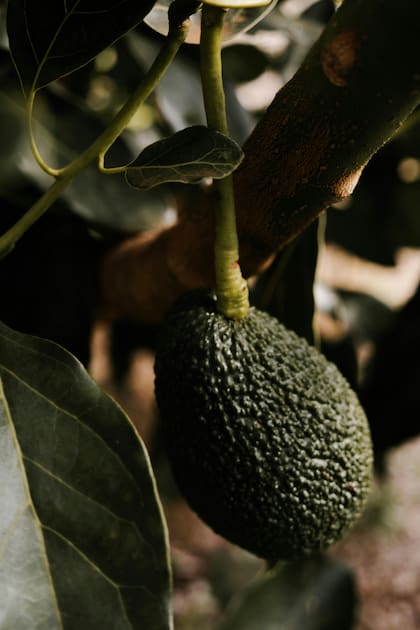 Entre más oscuro el color del aguacate, más maduro está