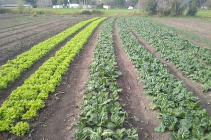 Entre otras actividades, en las agencias del INTA en la provincia de Entre Ríos se realiza producción hortícola