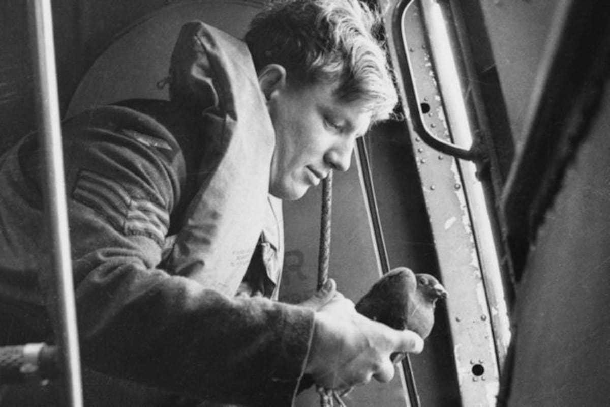 Entre otras cosas, fue inusual porque se basó en las contribuciones de los colombófilos británicos; las aves que donaron se colocaron en contenedores que luego cayeron en el suelo de Europa en paracaídas.