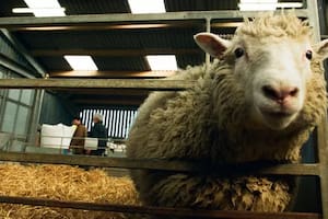 Entre otras efemérides del 5 de julio, hoy se cumple un nuevo aniversario del nacimiento de la Oveja Dolly, el primer animal clonado
