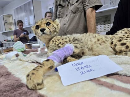 Entre septiembre y octubre, las fuerzas de seguridad de 134 países incautaron un número récord de animales vivos comercializados ilegalmente