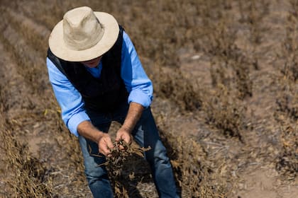 Entre soja, maíz y trigo la sequía provocó un derrumbe de 50 millones de toneladas