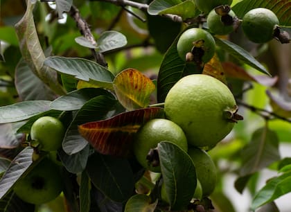 Entre sus múltiples beneficios para la salud, las hojas de guayaba se asocian a acciones antiinflamatorias