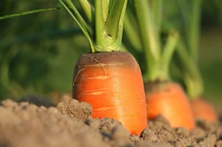 Las seis claves que hicieron de la zanahoria un potente alimento para el ganado
