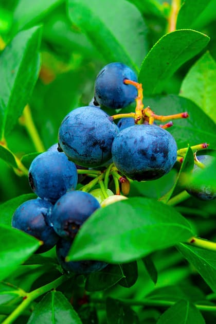 Entre sus propiedades, esta fruta contiene antranilato de butilo, un compuesto que actúa como un repelente natural contra insectos