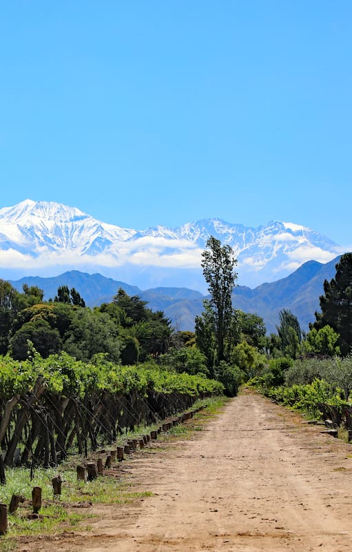 Entre viñedos y montañas, nuevos sabores para descubrir en Mendoza