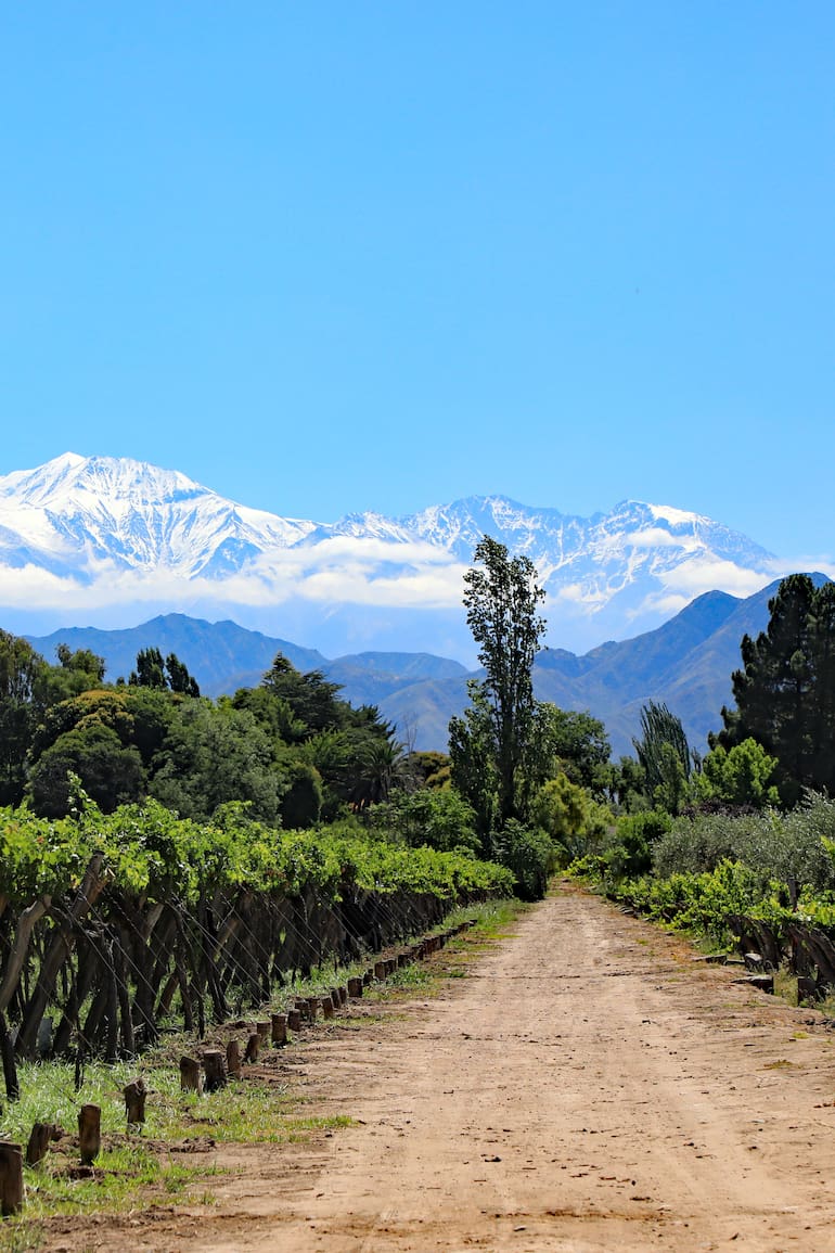 Entre viñedos y montañas, nuevos sabores para descubrir en Mendoza