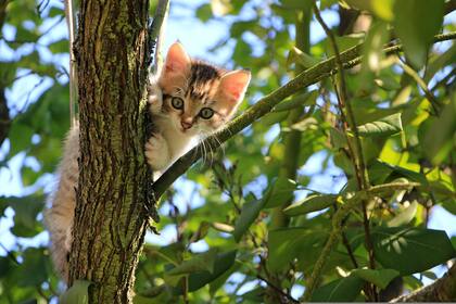 Entrenar a tu gato es posible con paciencia y técnicas adecuadas