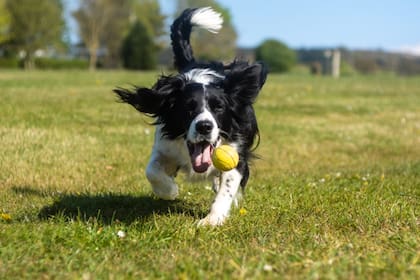 Entretener al animal es una opción para que abandone su fijación con las piedras (Fotos Unsplash)