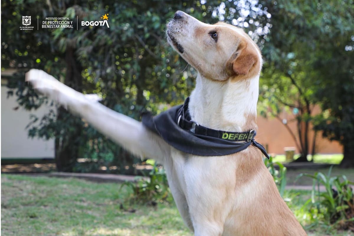 Enzo es un perro de Bogotá que fue abandonado y castigado