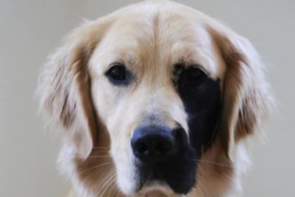 Enzo es una estrella de las redes sociales gracias a su particular marca. Fuente: Instagram