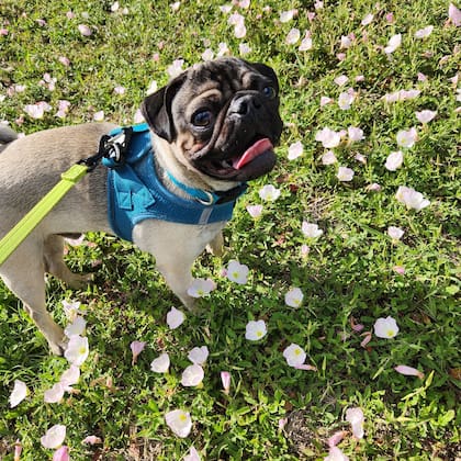 Enzo fue diagnosticado con una intoxicación de marihuana
