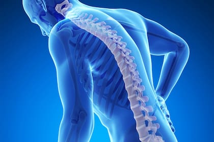 La hormona osteocalcina, que se genera en los huesos, es necesaria para activar la respuesta al estrés de lucha o huida, algo que hasta ahora se ha estado achacando únicamente a la adrenalina o la noradrenalina