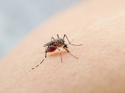 Epidemia de dengue. Quirós dio claves sobre dónde y cuándo conviene usar repelente y cómo conviene vestirse