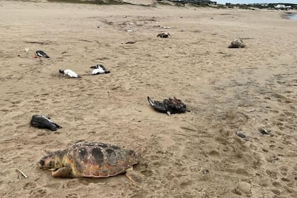 Equipo del Ministerio de Ambiente de Uruguay tomó muestras de pingüinos muertos en la costa de Maldonado. SOS Fauna Marina