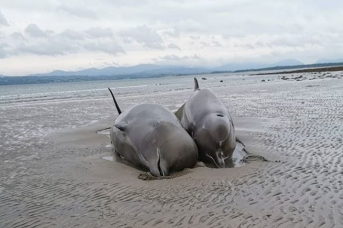 Eran ballenas nariz de botella: un tipo de delfín que habita las aguas del Atlántico Norte. Debido a su gran tamaño, no pudieron ser devueltas al oceáno. El fenómeno es cada vez más frecuente debido a la creciente actividad humana