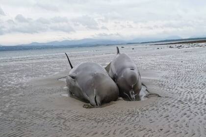 Eran ballenas nariz de botella: un tipo de delfín que habita las aguas del Atlántico Norte. Debido a su gran tamaño, no pudieron ser devueltas al oceáno. El fenómeno es cada vez más frecuente debido a la creciente actividad humana