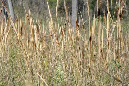 Erianthus angustifolius, una gramínea nativa de follaje perenne, glauco, que brinda alimento y refugio a gran variedad de pájaros e insectos