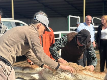 Eric y su hijo Emilio esquilan un guanaco para rescatar la fibra y exportarla