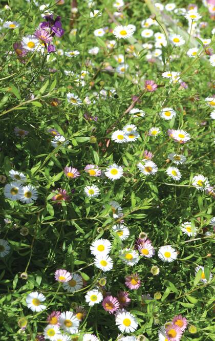Erigeron karvinskianus